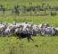How To Train A German Shepherd To Herd